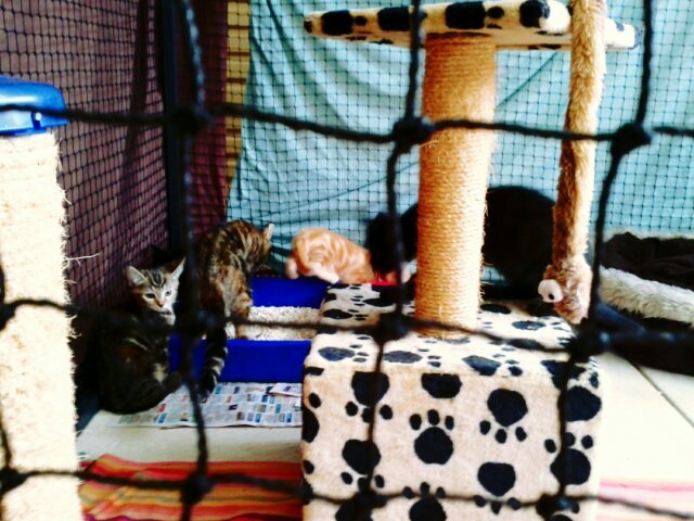 new view of kittycam