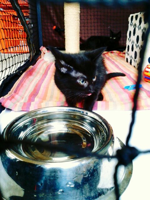 thirsty kitten takes a drink