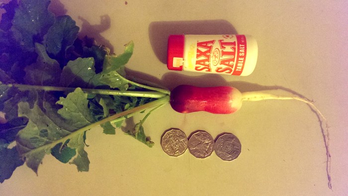 French Breakfast radish of reasonable size, c. 2014