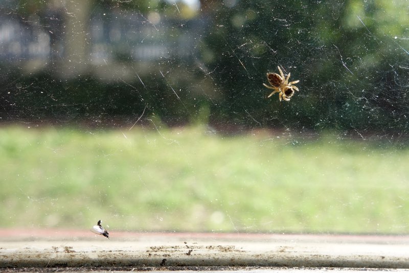 Jumping spider pausing before eating a fly