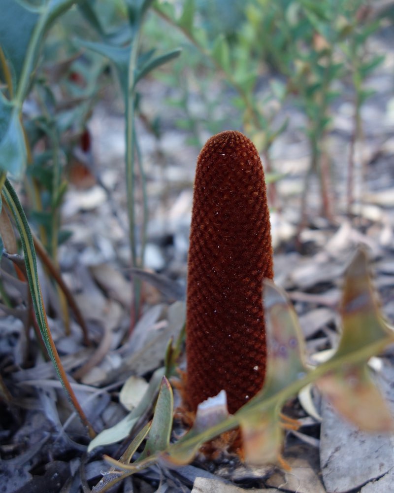 a Banksia flower bud